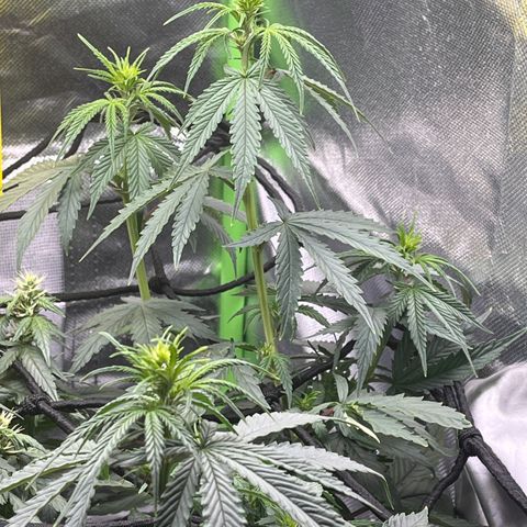 Gorilla Jack growlog timeline photo