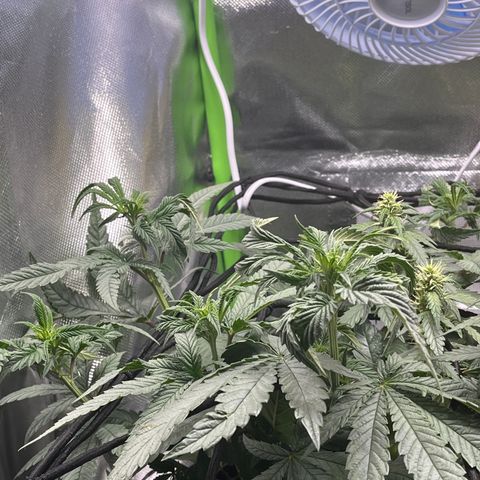 Durban Poison growlog timeline photo