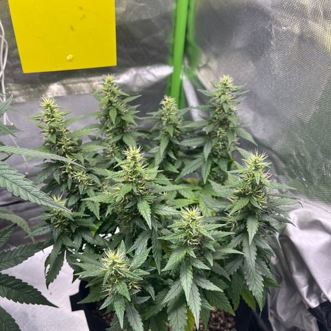 Gorilla Gold growlog timeline photo