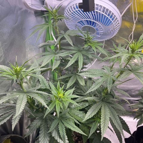 Durban Poison growlog timeline photo