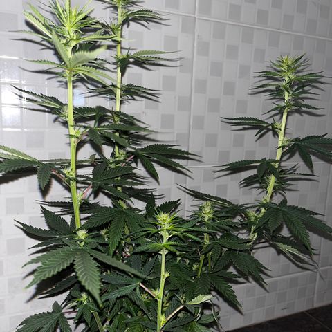 Gorilla Jack growlog photo: Infelizmente se mostrou hermafrodita e movida para o Grow de Vega. Aparentemente, seria a que mais desenvolveria flores. 😔