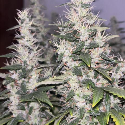 Gorilla Gold growlog timeline photo