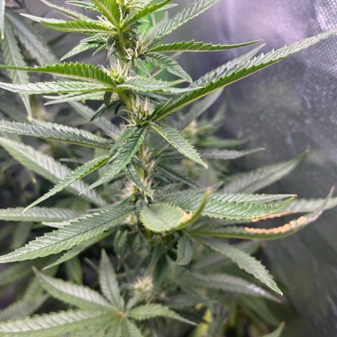 Durban Poison growlog timeline photo
