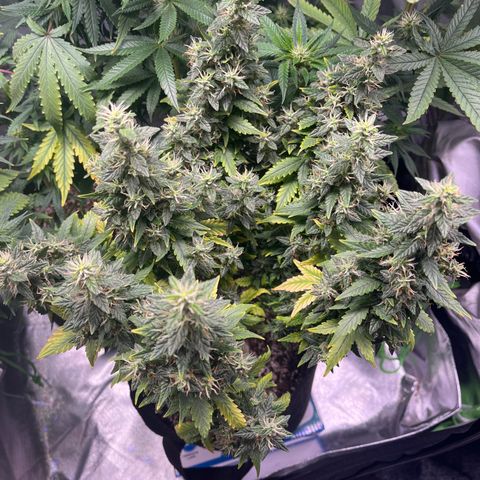 Gorilla Gold growlog timeline photo