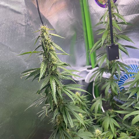 Gorilla Jack growlog timeline photo