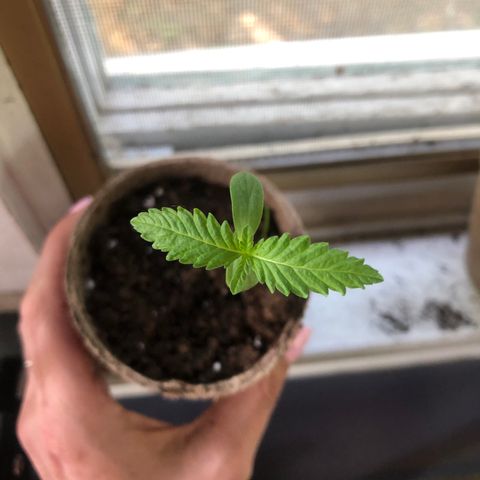 White Widow growlog timeline photo