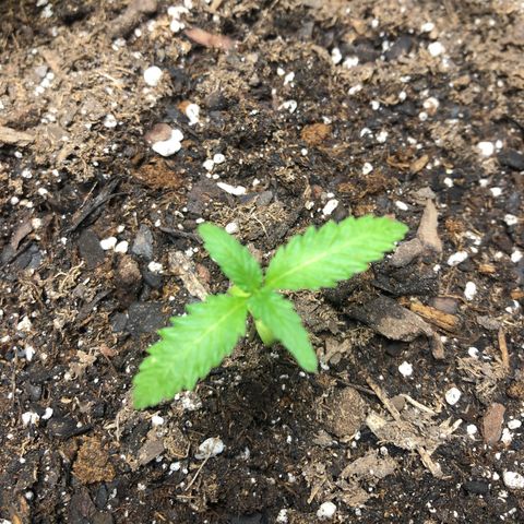White Widow growlog timeline photo