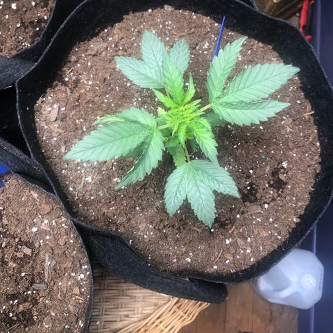 White Widow growlog timeline photo