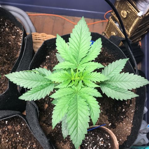 White Widow growlog timeline photo