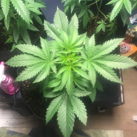 White Widow growlog timeline photo
