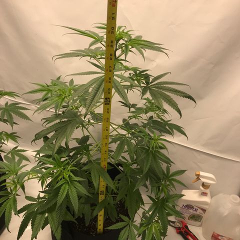 White Widow growlog timeline photo