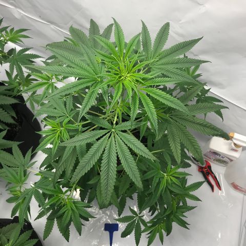 White Widow growlog timeline photo