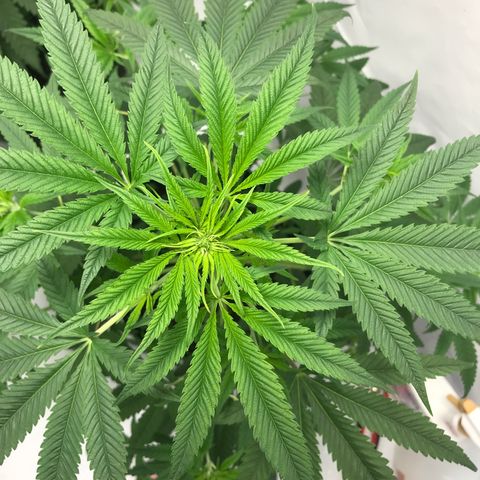 White Widow growlog timeline photo