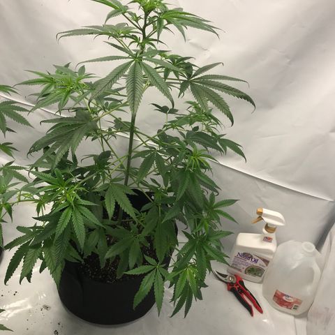 White Widow growlog timeline photo