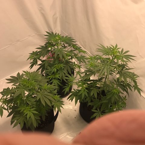 White Widow growlog timeline photo