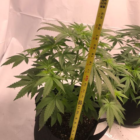 White Widow growlog timeline photo