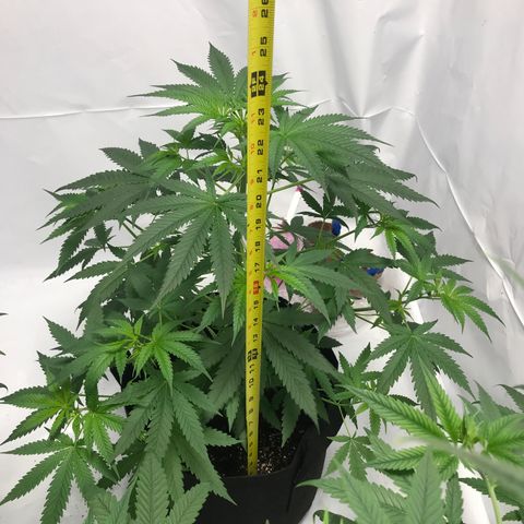 White Widow growlog timeline photo