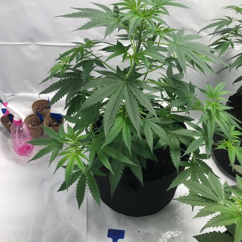 White Widow growlog timeline photo