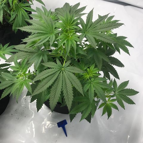 White Widow growlog timeline photo