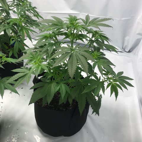 White Widow growlog timeline photo