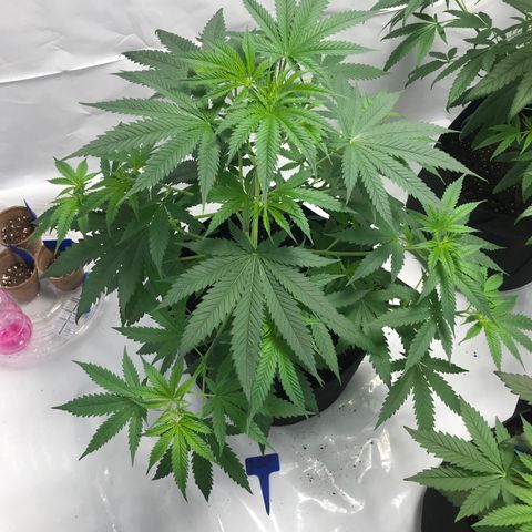 White Widow growlog timeline photo