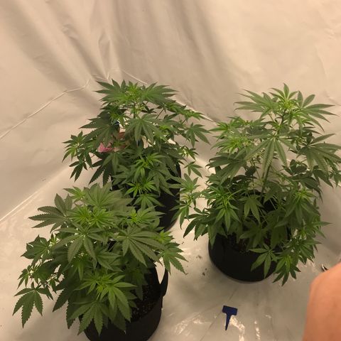 White Widow growlog timeline photo