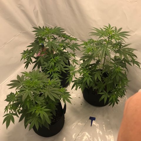 White Widow growlog timeline photo