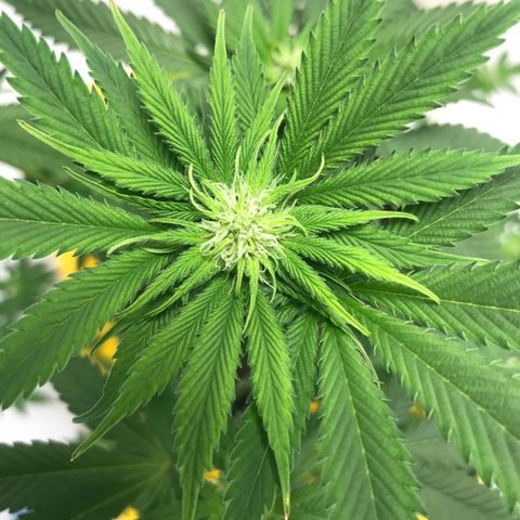 White Widow growlog photo: Week 3 of Flower 