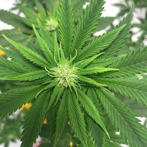 White Widow growlog photo: Week 3 of Flower 
