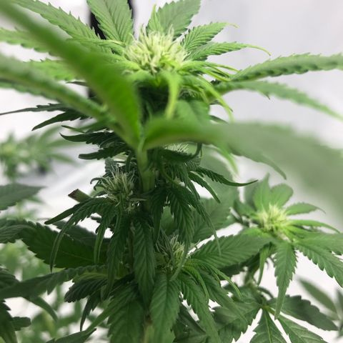 White Widow growlog photo: Week 3 of Flower 