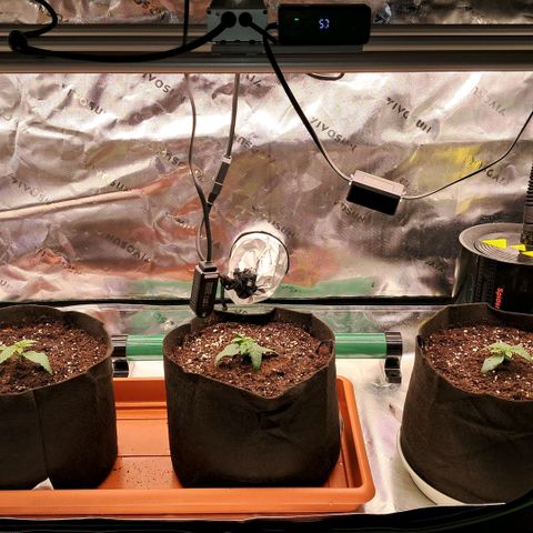Wedding cake barney #2 growlog photo: Trapianto