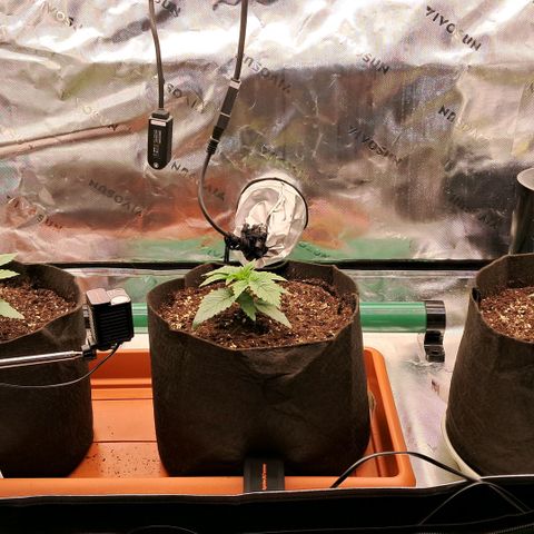 Wedding cake barney #2 growlog photo: 4 giorni dal trapianto