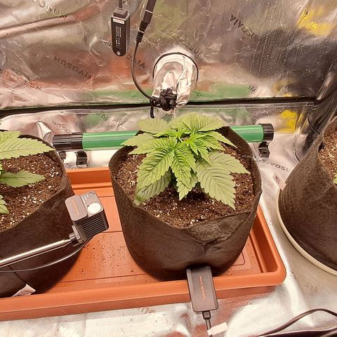Wedding cake barney #2 growlog photo: Topping