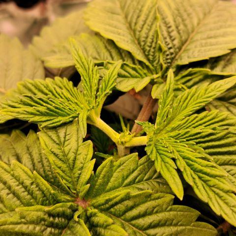 Wedding cake barney #2 growlog photo: Topping