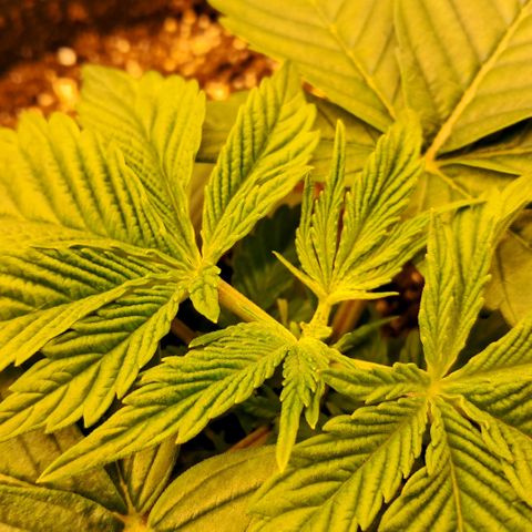Wedding cake barney #2 growlog photo: Topping
