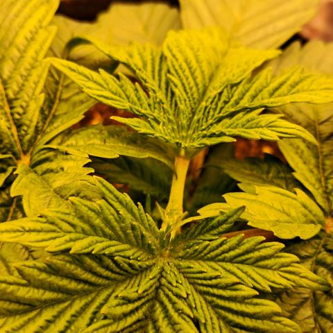Wedding cake barney #2 growlog photo: Topping