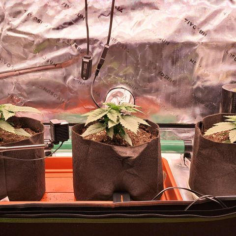 Wedding cake barney #2 growlog photo: Topping