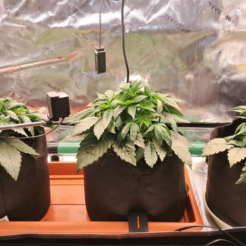 Wedding cake barney #2 growlog photo: Foto post potatura delle prime due foglie a ventaglio 
