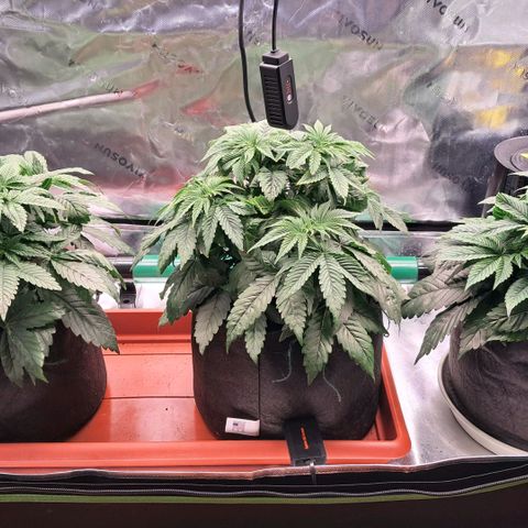Wedding cake barney #2 growlog photo: STL leggero per migliorare la ventilazione della chioma 
