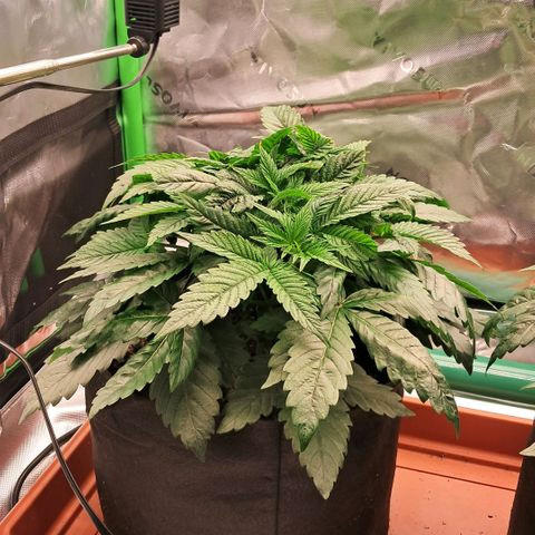 Wedding cake barney #2 growlog photo: Situazione piante 
Leggero eccesso dei nutrineti piante molto cespugliose e compatte 