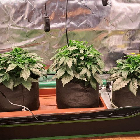 Wedding cake barney #2 growlog photo: Situazione piante 
Leggero eccesso dei nutrineti piante molto cespugliose e compatte 