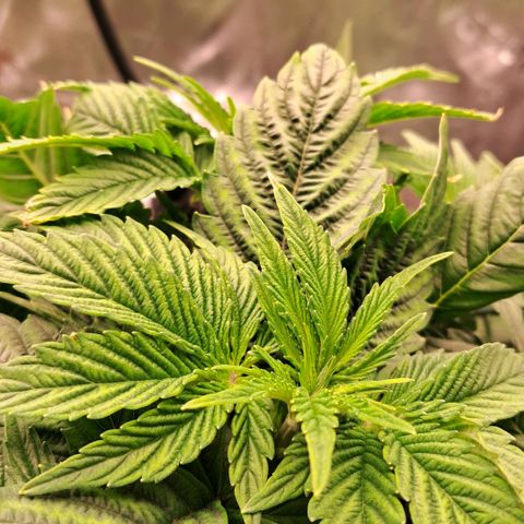 Wedding cake barney #2 growlog photo: Situazione piante 
Leggero eccesso dei nutrineti piante molto cespugliose e compatte 