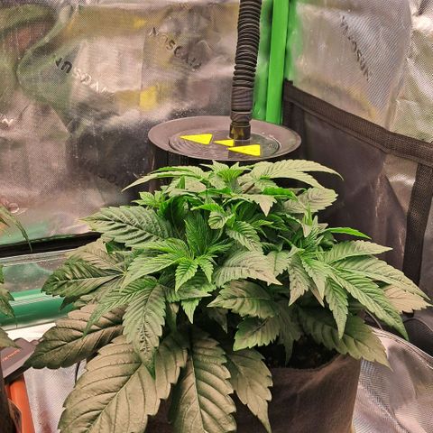 Wedding cake barney #2 growlog photo: Situazione piante 
Leggero eccesso dei nutrineti piante molto cespugliose e compatte 