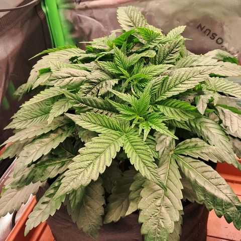 Wedding cake barney #2 growlog photo: Situazione piante 
Leggero eccesso dei nutrineti piante molto cespugliose e compatte 