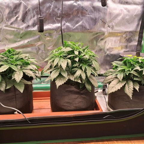 Wedding cake barney #2 growlog photo: Situazione piante 
Leggero eccesso dei nutrineti piante molto cespugliose e compatte 
