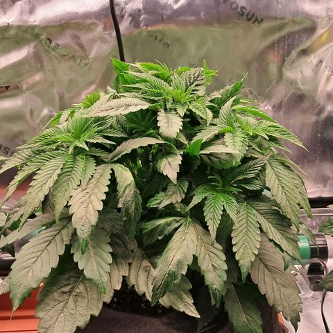 Wedding cake barney #2 growlog photo: Situazione piante 
Leggero eccesso dei nutrineti piante molto cespugliose e compatte 