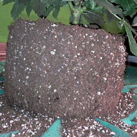 Wedding cake barney #2 growlog photo: Travasi e lst
