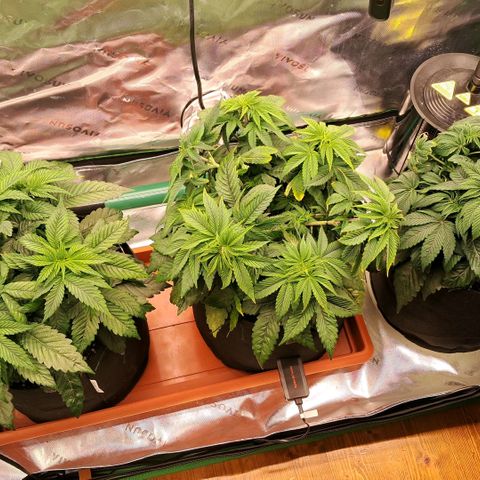Wedding cake barney #2 growlog photo: Travasi e lst