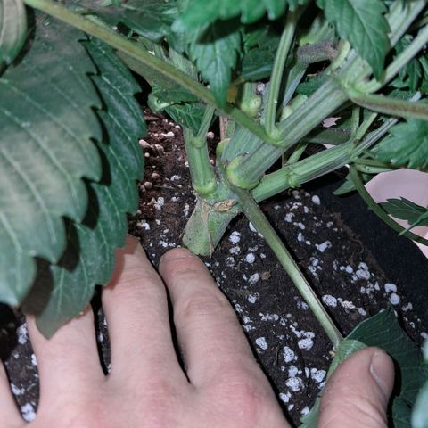 Wedding cake barney #2 growlog photo: Travasi e lst
