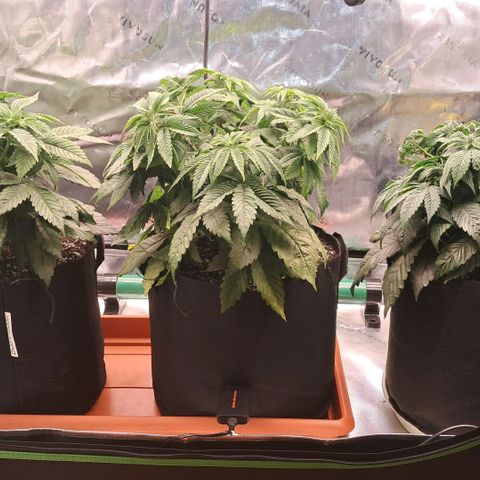 Wedding cake barney #2 growlog photo: Travasi e lst